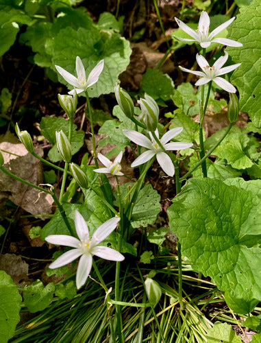 Étoile de lait Doldy — Bild 5