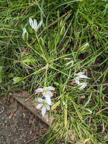 Étoile de lait Doldy — Bild 3