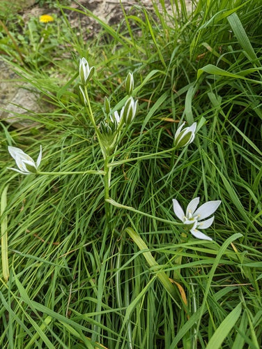 Étoile de lait Doldy — Bild 2