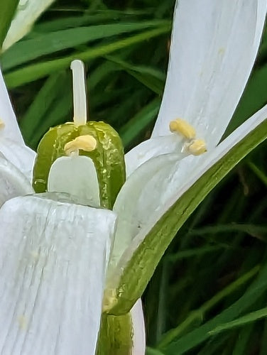 Étoile de lait Doldy — Bild 1