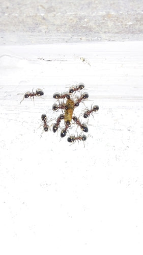 Dolichoderus quadripunctatus — Bild 3