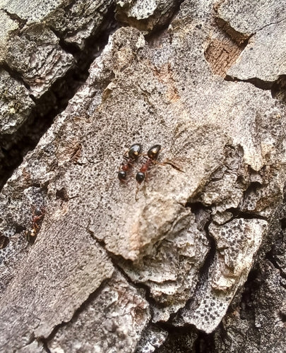Dolichoderus quadripunctatus — photo 5 sur 8