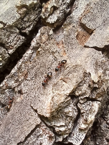 Dolichoderus quadripunctatus — photo 4 sur 8