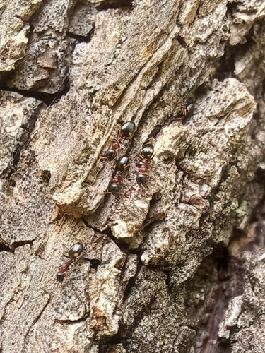 Dolichoderus quadripunctatus — photo 3 sur 8