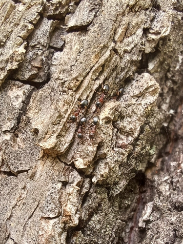 Dolichoderus quadripunctatus — photo 2 sur 8