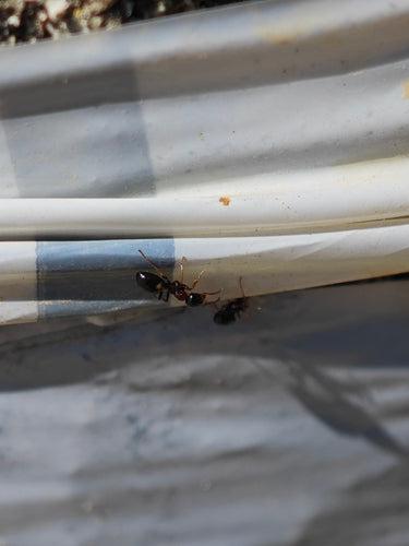 Dolichoderus quadripunctatus — photo 1 sur 8