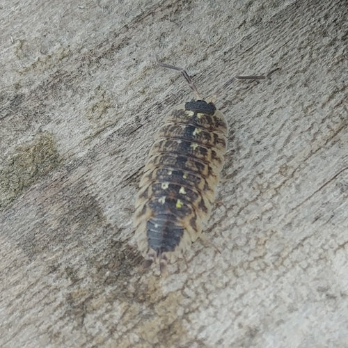 Hochet palpeur d'épines — Bild 5
