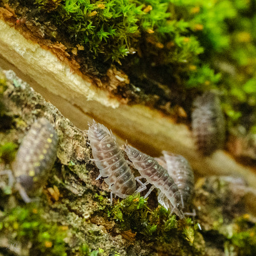 Hochet palpeur d'épines — Bild 3