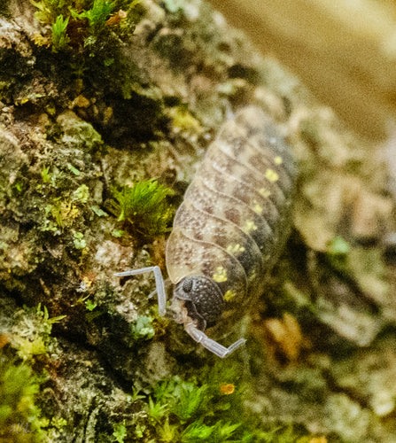 Hochet palpeur d'épines — Bild 2