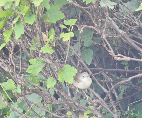 Fauvette à gorge blanche — Bild 1