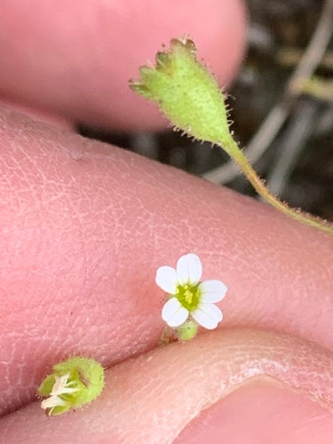 Saxifrage à trois doigts — photo 4 sur 8