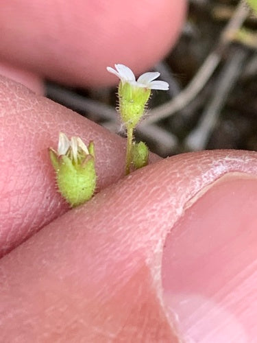 Saxifrage à trois doigts — photo 3 sur 8