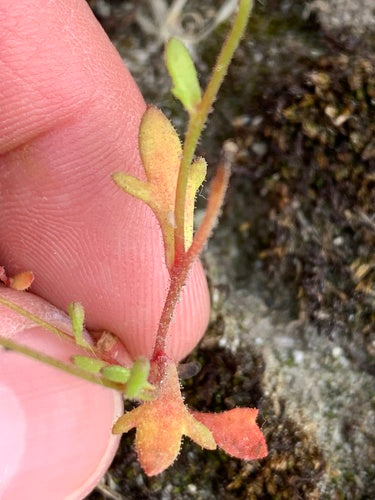 Saxifrage à trois doigts — photo 1 sur 8
