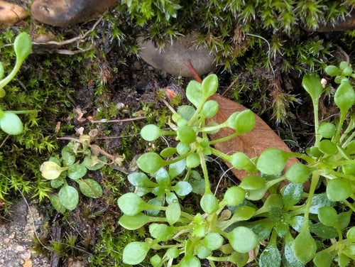 Saxifrage à trois doigts — photo 5 sur 8