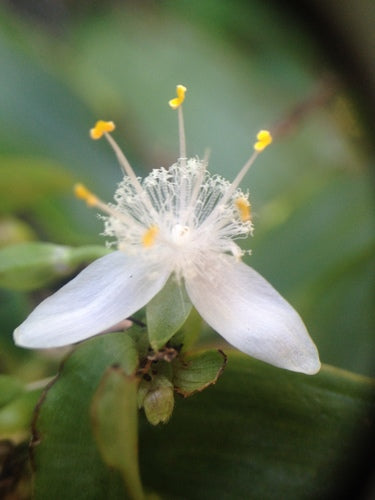 Araignée 'Nanouk' — Bild 5