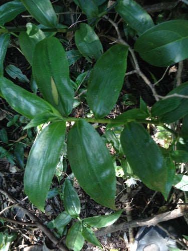 Araignée 'Nanouk' — Bild 4