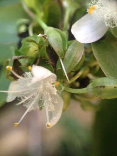 Araignée 'Nanouk' — Bild 3