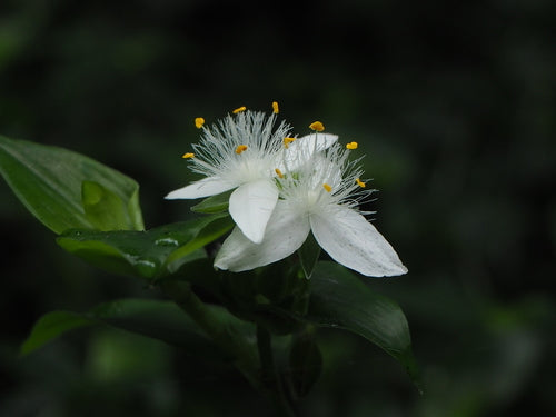 Araignée 'Nanouk' — Bild 2