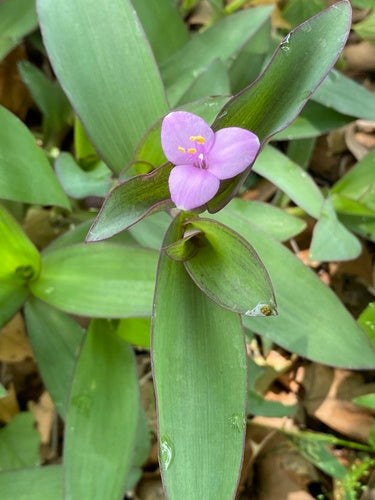 Fleur à trois maîtres — Bild 4