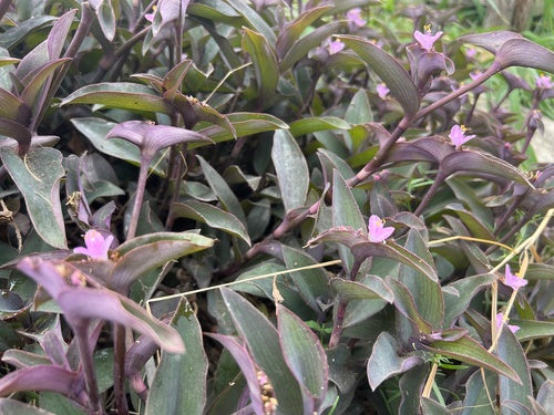Fleur à trois maîtres — Bild 3