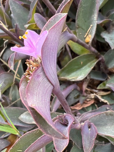 Fleur à trois maîtres — Bild 2