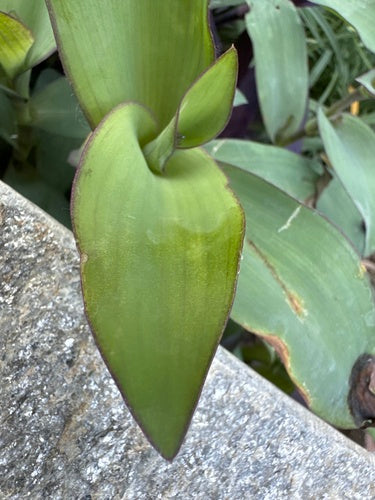 Naturaufnahme - Bild 6