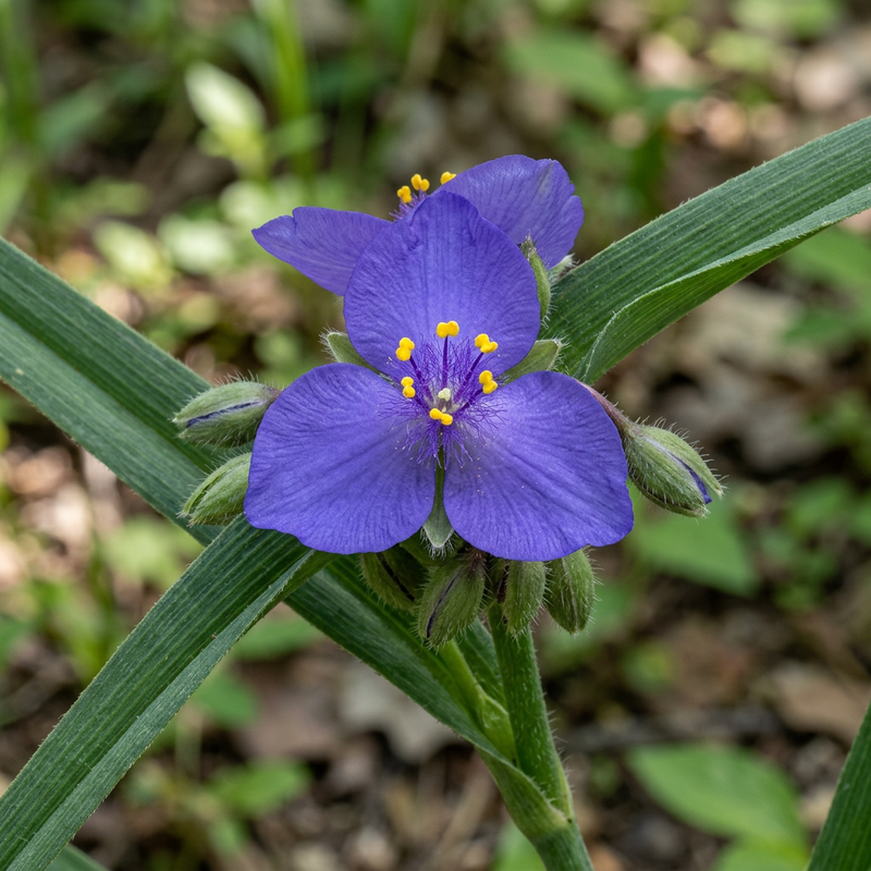 Fleur à trois maîtres