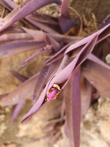 Fleurs à trois mâts — photo 2 sur 8