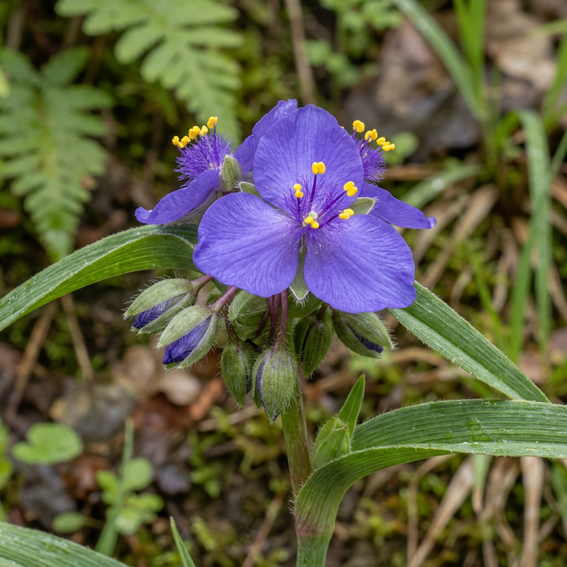 Fleurs à trois mâts