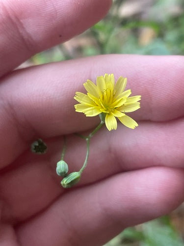 Chou de pluie commun glandulaire — Bild 5