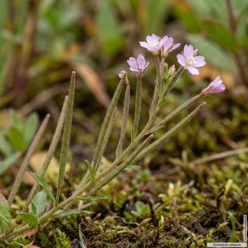 Épilobe glandulaire