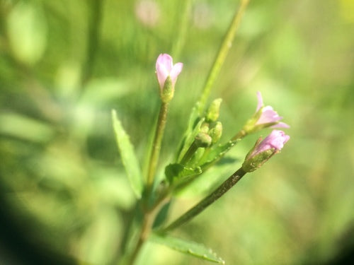 Épilobe glandulaire — Bild 4