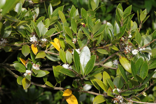 fleur parfumée — Bild 3