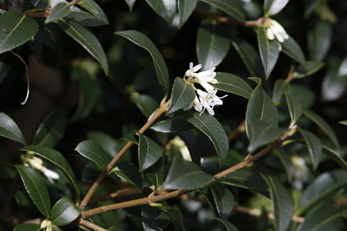 fleur parfumée — Bild 5