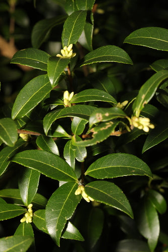 fleur parfumée — Bild 2