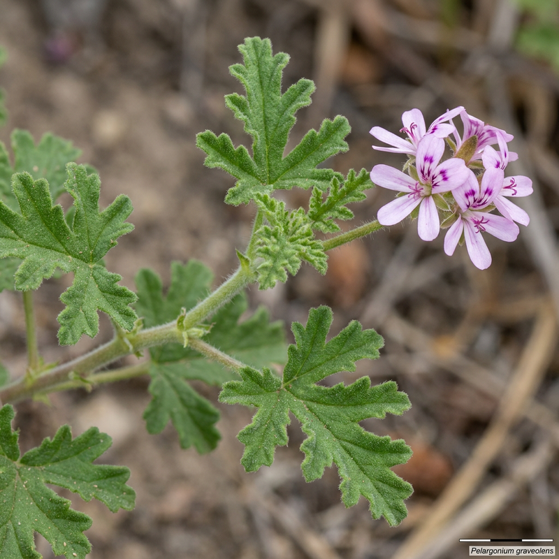 Géranium parfumé
