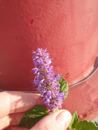 ortie parfumée — Bild 2
