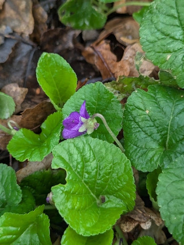 Violettes parfumées — Bild 3