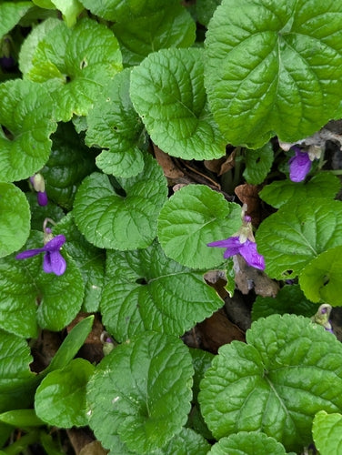 Violettes parfumées — Bild 2