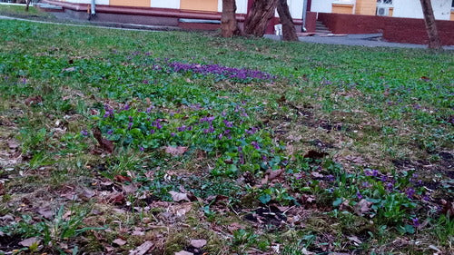 Violettes parfumées — photo 5 sur 54