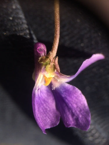 Violettes parfumées — Bild 5