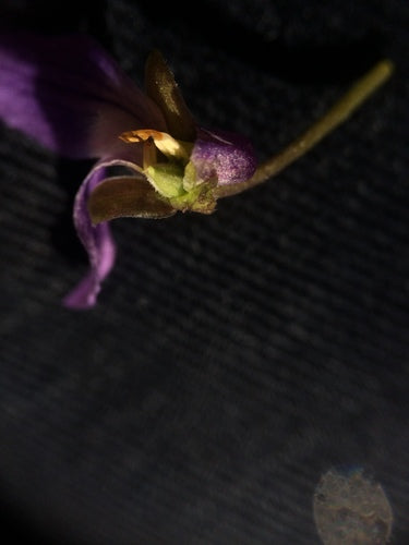 Violettes parfumées — Bild 4