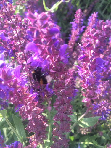 Bourdon de terre sombre — Bild 2