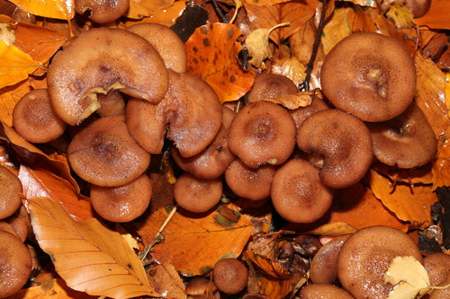 Purée de miel noir — Bild 3