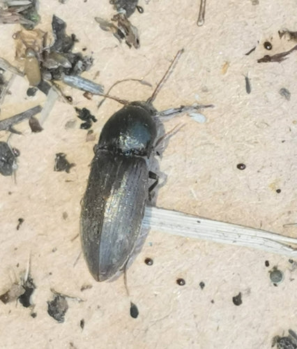 Coléoptère sombre — Bild 4