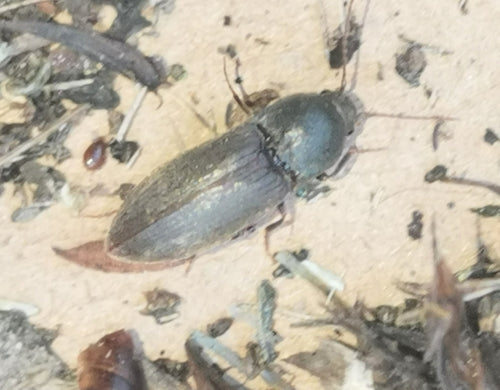 Coléoptère sombre — Bild 3
