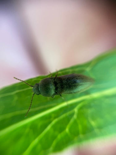 Coléoptère sombre — Bild 2