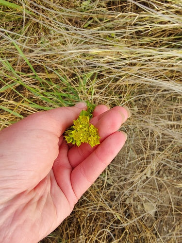 Oreille de lièvre à feuilles mélangées — photo 3 sur 8