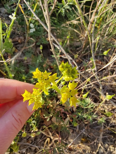 Oreille de lièvre à feuilles mélangées — photo 2 sur 8