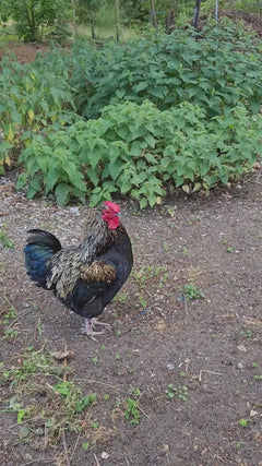 poulet domestique